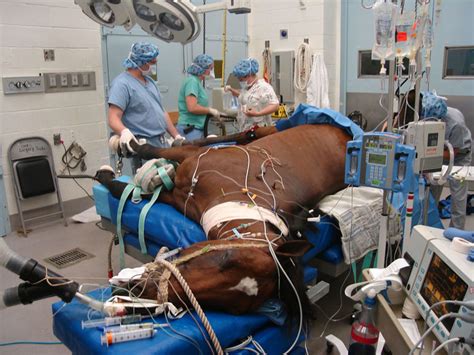 Modern Veterinary Anesthesia Springfield Mo Deerfield Vet Hospital