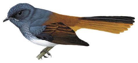 Visayan Fantail Rhipidura Albiventris World Bird Names