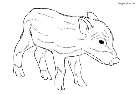 Malvorlagen für kinder hier findest du malvorlagen, die speziell für kinder geeignet sind. 1743 malvorlage wildschwein frischling | Coloring and Malvorlagan