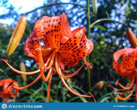 All pieces are created from. Red Flowers At Botanic Garden, Christchurch, South Island ...