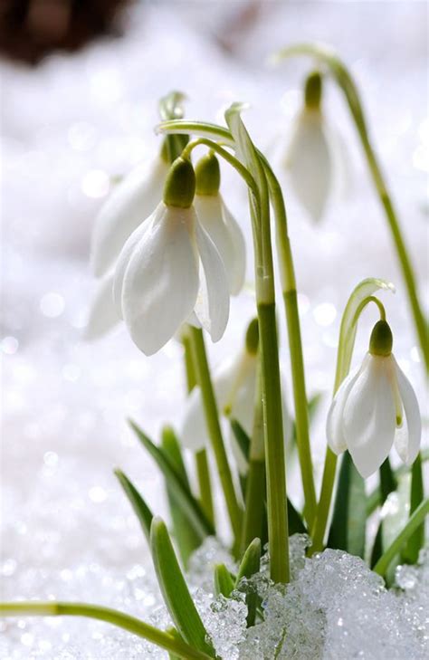 Out With The Snow In With The Snowdrops Pinterest The