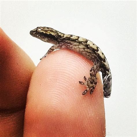 My name is onuigbo ada. Baby mourning gecko on my pinky : reptiles
