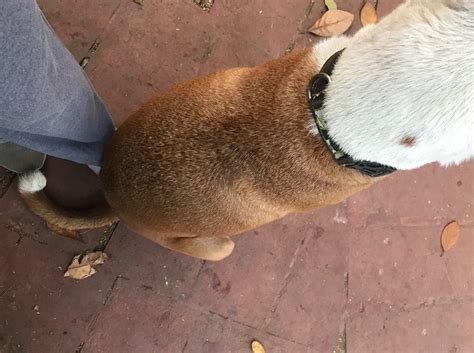 Stray Dog Repellent - Oliver Pet Care Solutions Pvt. Ltd.