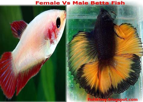 About The Male And Female Betta Fish Mating Behaviors And Fry