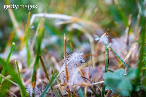 Lawn Fungus Commonly Known As Dollar Spot Fungicide Is Needed To Fix