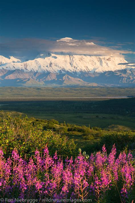 Mt Denali Denali National Park Alaska Photos By Ron Niebrugge