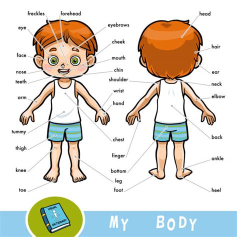 110 Cartoon Boy Vocabulary Part Of Body Stock Illustrations Royalty