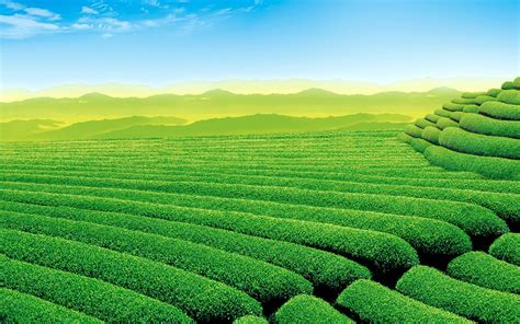 Green Tea Wallpapers Wallpaper Cave