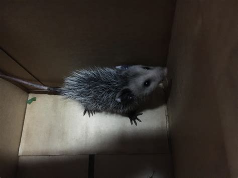 Husband Just Rescued Baby Opossum From Cars Engine Aww