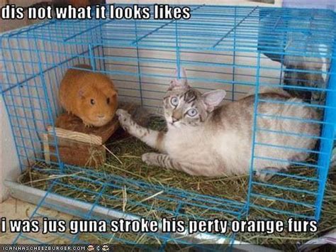 Busted Funny Animals Funny Animal Pictures Cute Funny Animals