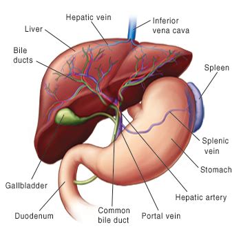 Learn about its function, parts, location on the body, and conditions that affect the liver, as. How Your Child's Liver Works