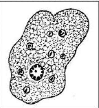Intestinal Protozoa Flashcards Quizlet