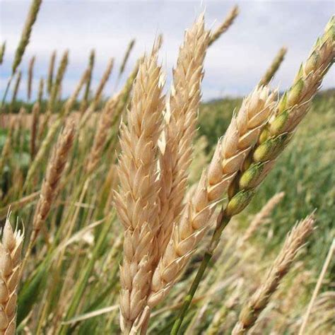 Growing Wheat Rye And Other Grains Yourself Mother Earth News