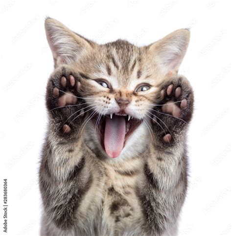 Funny Kitten Cat Portrait With Open Mouth And Two Paws Uoisolated Stock