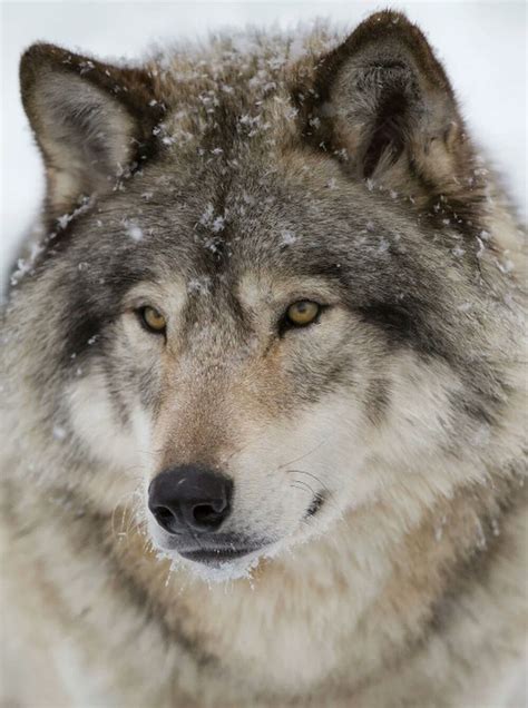 Pin By Sonilys On Hayvanlar Alemi Timber Wolf Wolf Spirit Animal Wolf