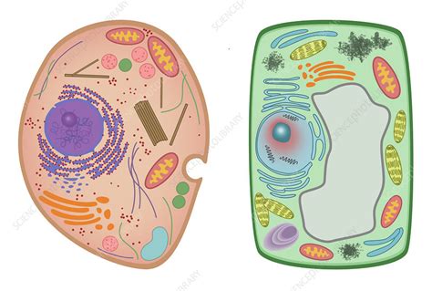 Plant cell and animal cell sketch. Animal Cell and Plant Cell, illustration - Stock Image ...