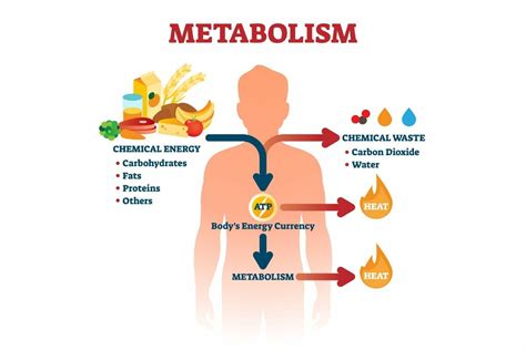 O Que é Metabolismo Basal EducaBrilha