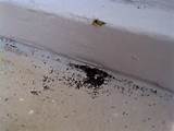 Termite Dirt Piles Images