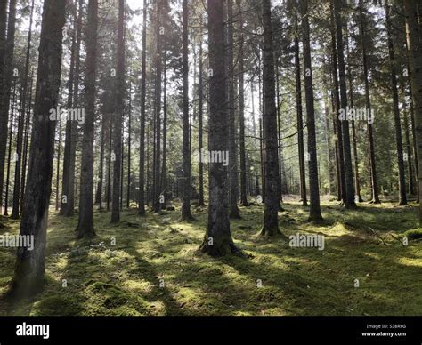 Black Forest Schwarzwald Germany Trees Hi Res Stock Photography And