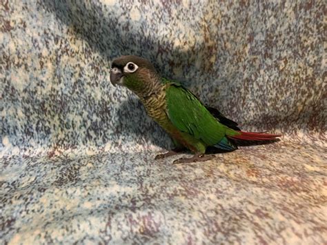 Green Cheek Conure Bird Male Normal 2796980 Petland Pensacola