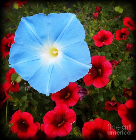 Morning Glory Magic Photograph By Eva Thomas Fine Art America