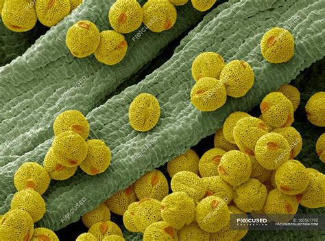 Pollen Grains From A Bellflower — Flowering Plants Sem Stock Photo