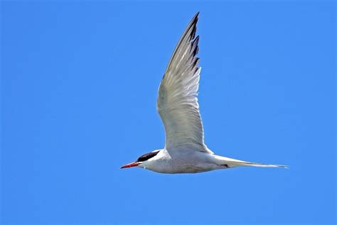 Top 10 White Birds In The World