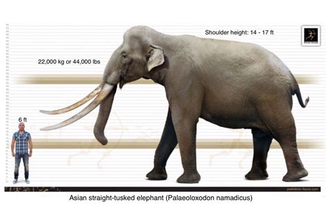 Palaeoloxodon Namadicus Is A Prehistoric Straight Tusked Elephant That