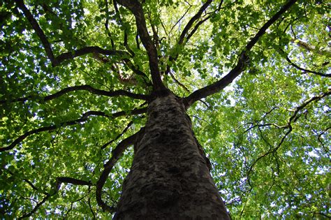 Ortie arabe hijo en plante. Bomen en planten kopen - J. van de Wiel