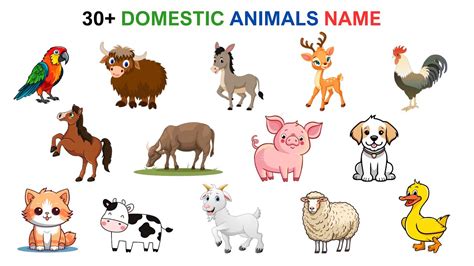 English Vocabulary 30 Domestic Animals Name Esl Learn English