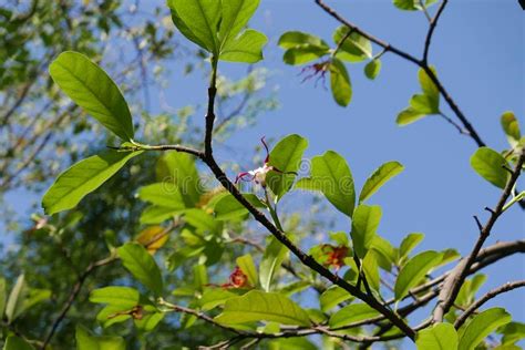 Those Beautiful Branch On The Tree No19 Stock Image Image Of No14