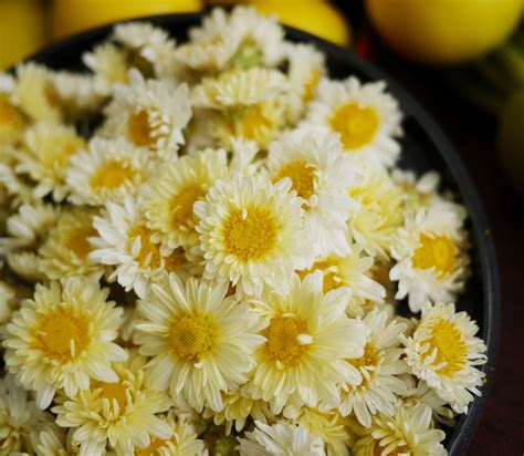 Chrysanthemum Ju Hua 3 Chrysanthemum Tea Healing Garden Magic Herbs