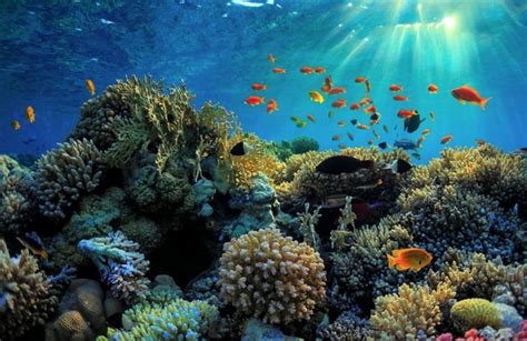Letak indonesia yang berada di kawasan tropis memungkinkan ekosistem di laut dangkal seperti terumbu karang untuk tumbuh dan berkembang. Pengertian Terumbu Karang, Jenis, Ekosistem, Manfaat, dan ...