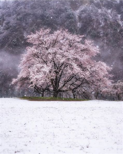 Tokyo Snow Cherry Blossoms Nozawa Holidays