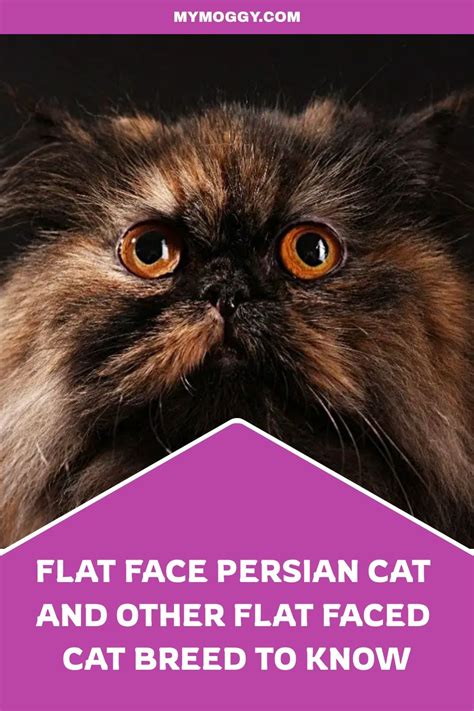 Why Do Persian Cats Cry List Of Causes Why Persian Cats Cry Artofit