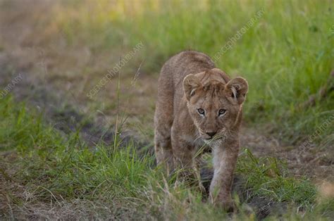 Lion Cub Walking Stock Image C0546053 Science Photo Library