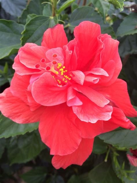 And i love my patches of rue (mom's leslie clan badge) with it's ferny leaves, yellow flowers and interesting woody. Grandmas flowers 😄 | Flowers, Rose, Plants