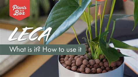How To Use Leca Balls For Plants Step By Step Guide 2024
