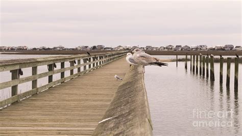 Murrells Inlet Pier With Seagulls Photograph By Mm Anderson Fine Art