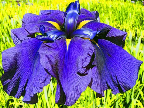Japanese Iris Plant Growing Care And Information Of Japanese Irises