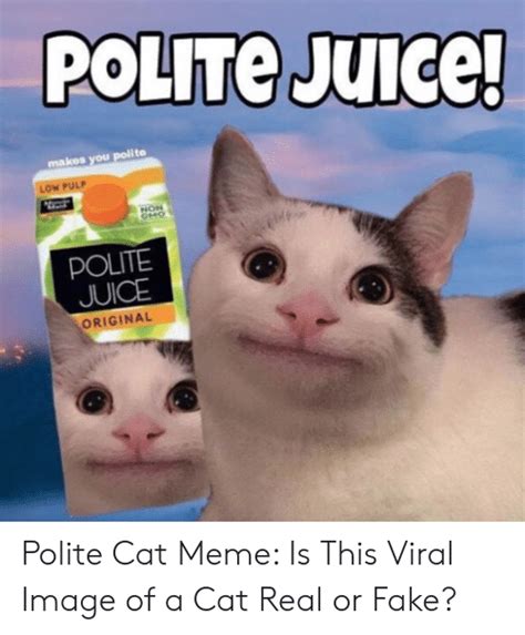 Coughing Cat Meme Original Best Cat Wallpaper