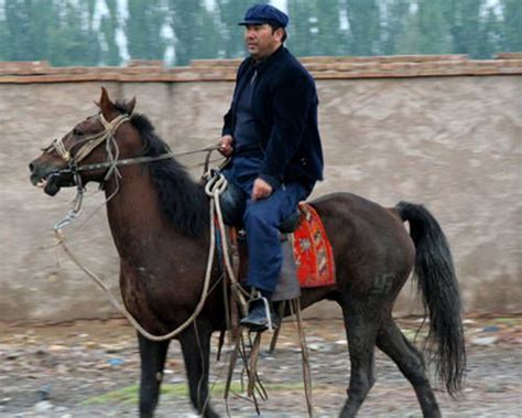 yanqi horse china horses rare horses animal companions