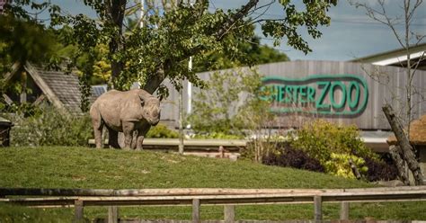 Chester Zoo Devastated As Uk Government Orders It To Remain Shut