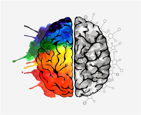 Os Dois Lados Do Cerebro