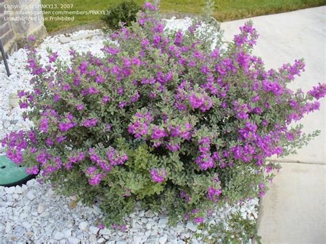 Check spelling or type a new query. PlantFiles Pictures: Texas Sage, Texas Ranger, Cenizo ...