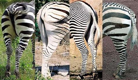 Zebra Id Guide From Animal Facts Encyclopedia 1grants Zebra Has