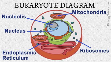 The diagram, like the one above, will include labels of the cells of animals are the basic structural units for the wide variety of life we see in the animal kingdom. Eukaryotic Cell Structure - Biology Wise