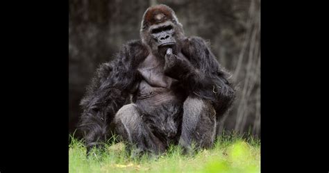 Photos Ivan The Gorilla 50 Dies