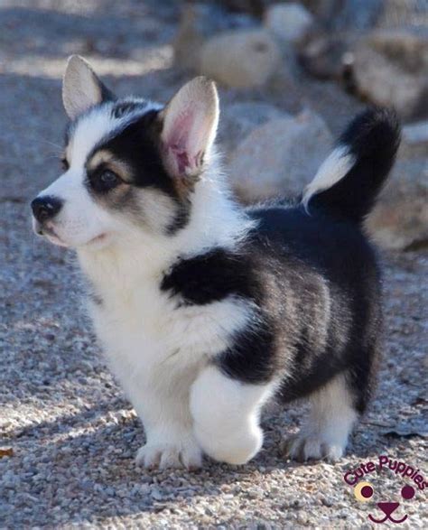 Even puppies in the same litter can be different. Cute Husky Puppies That You Will Love - Cute Puppies Now