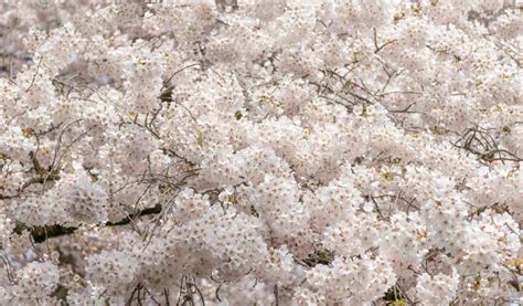 Blooming Sakura Blossom Spring Season Sakura Blooming On Branch Stock